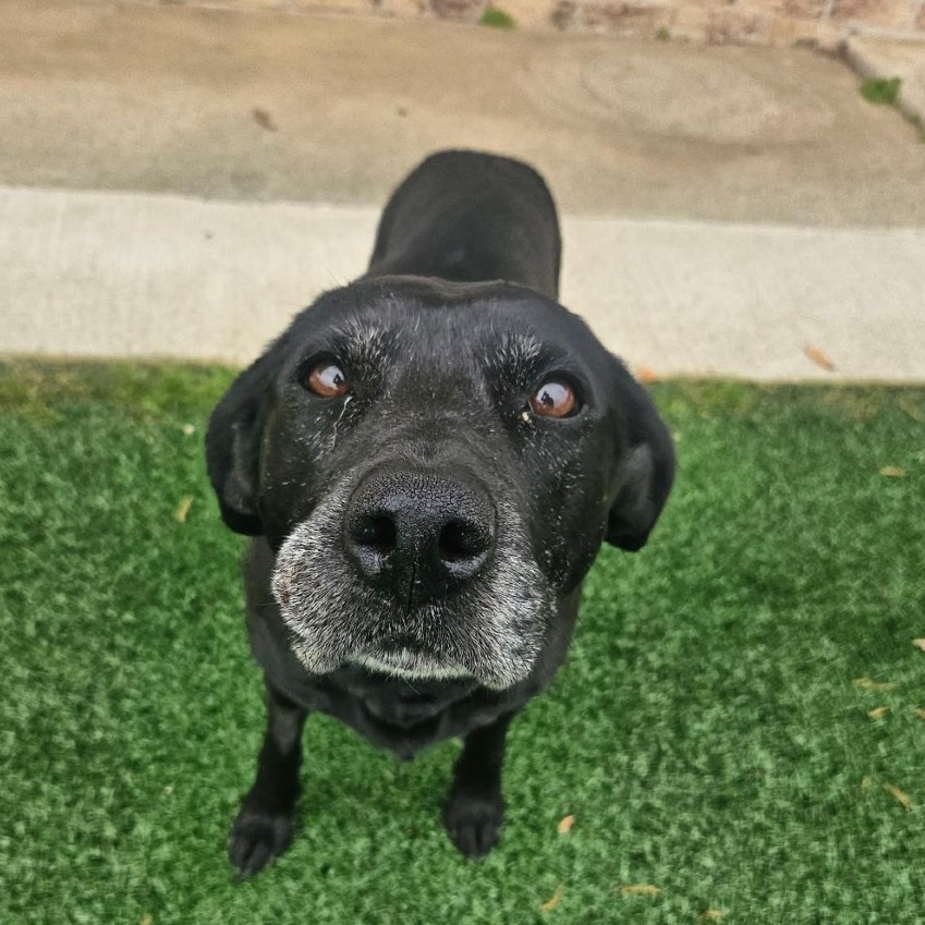 Rebel, an adoptable Black Labrador Retriever in Wadena, MN, 56482 | Photo Image 4