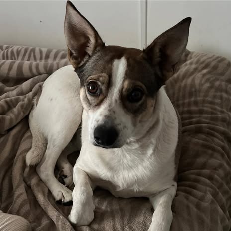 Miss Koda