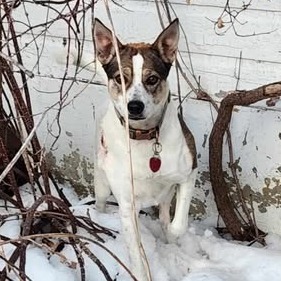 Miss Koda