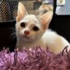 Pixie photo 4