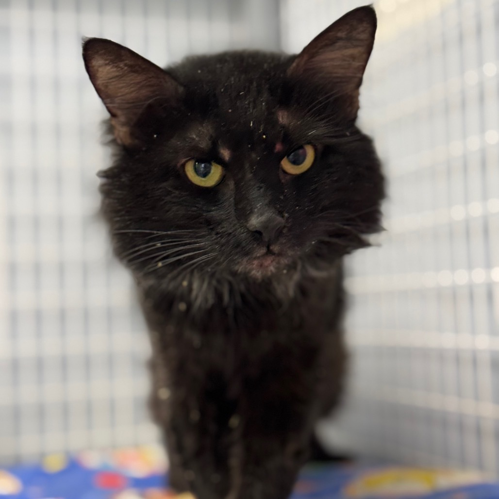 Chesser (At Petsmart-280)