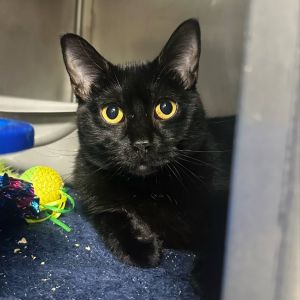 Violet CI 7, Young Female Domestic Short Hair