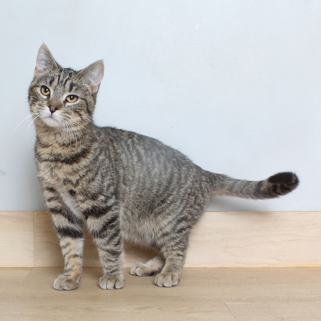 Rocko C63942