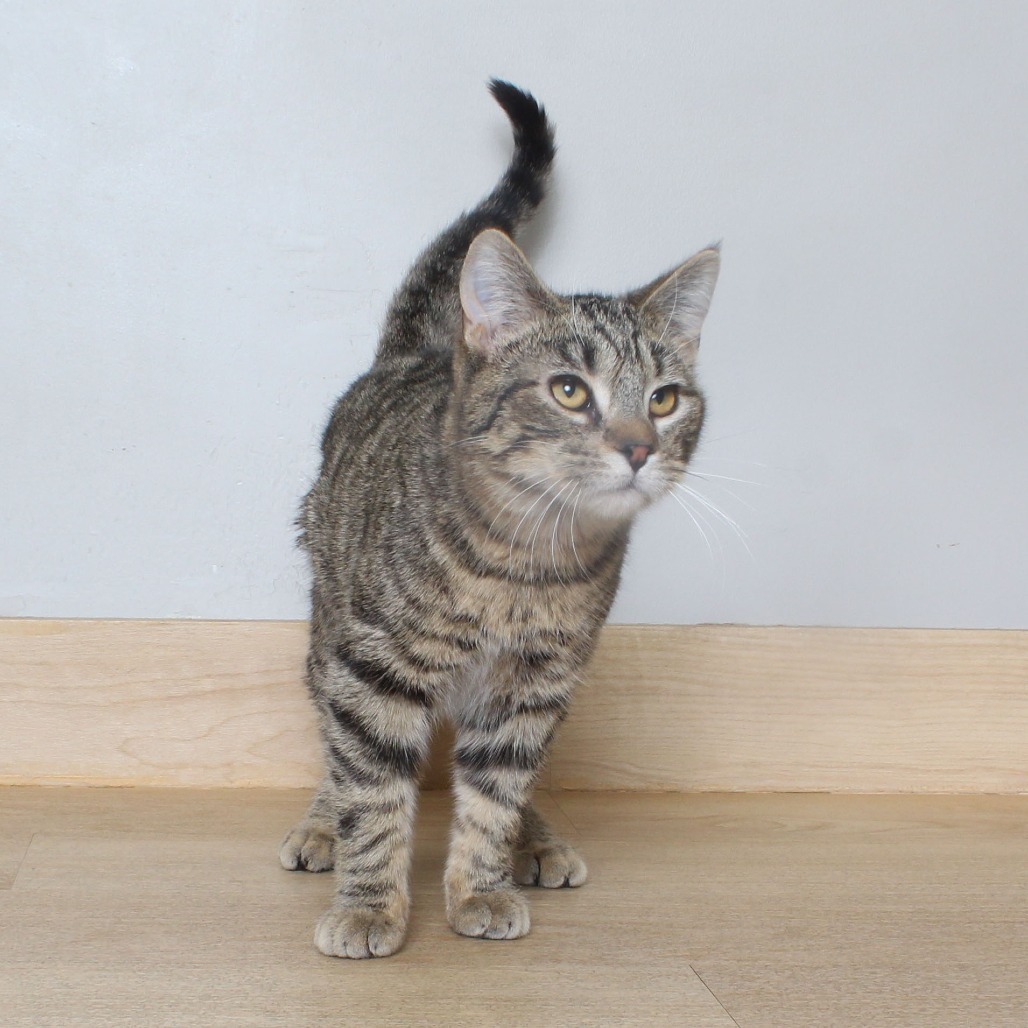 Rocko C63942