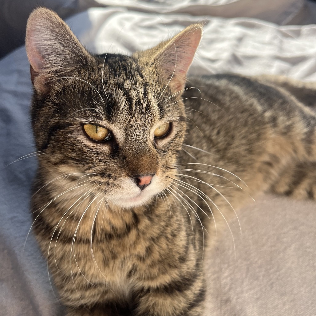 Rocko C63942