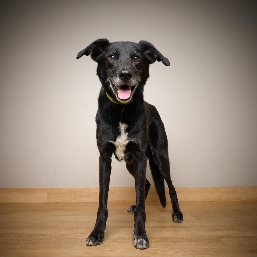 Frankie ** D64606