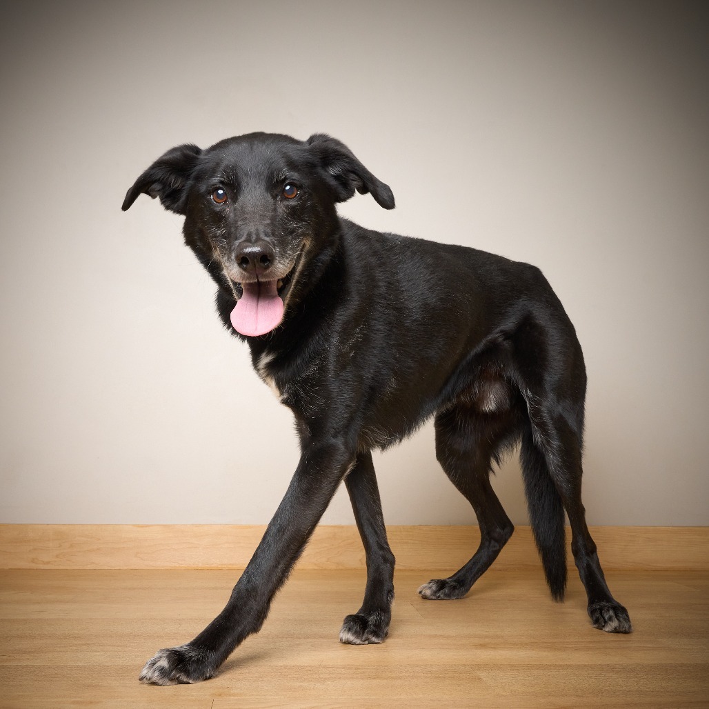 Frankie ** D64606