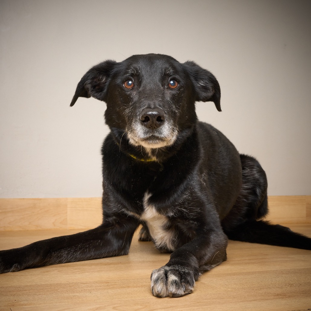 Frankie ** D64606