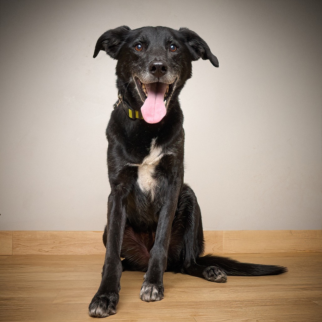 Frankie ** D64606