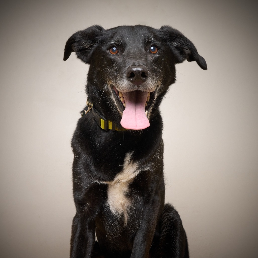 Frankie ** D64606