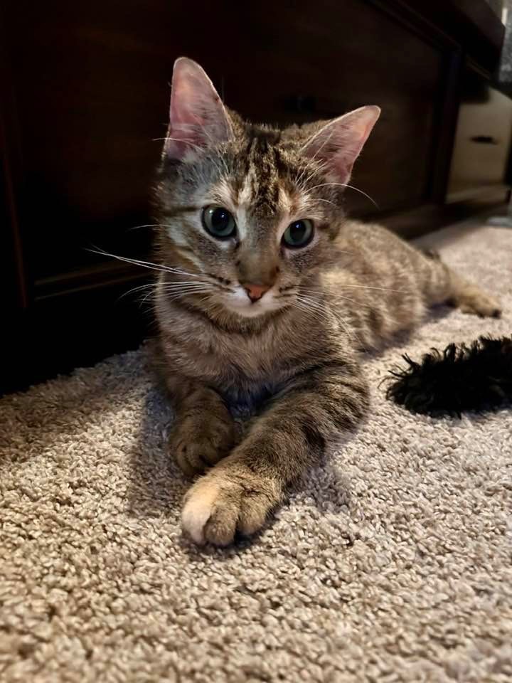 Roxie