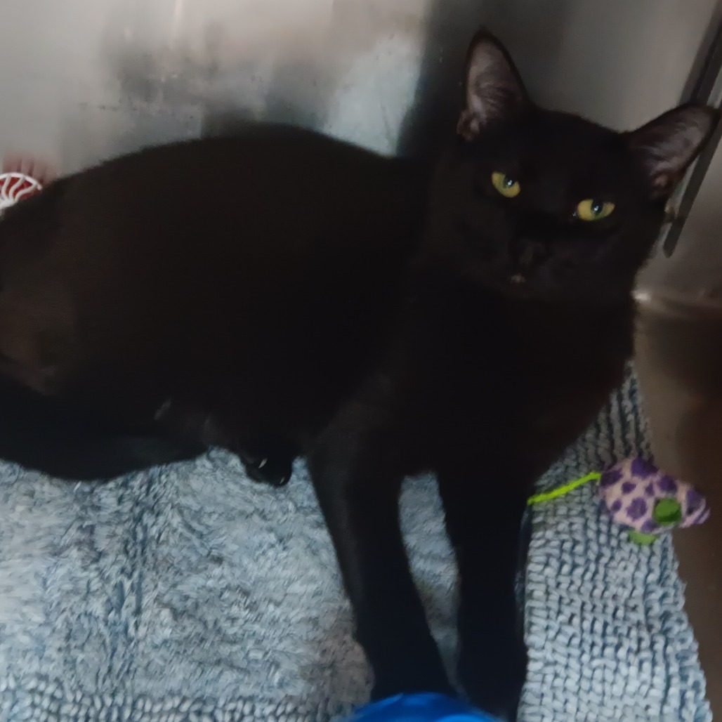 Onyx