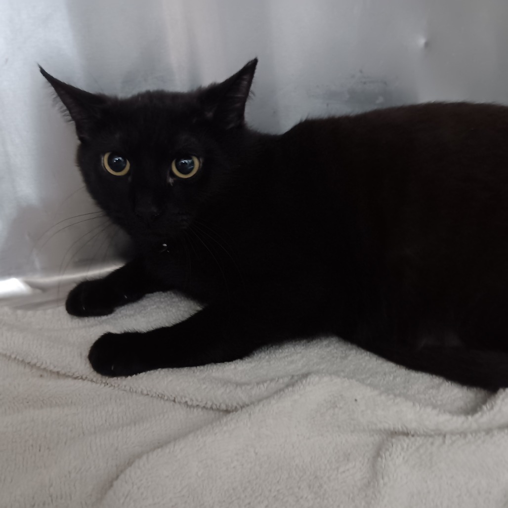 Onyx