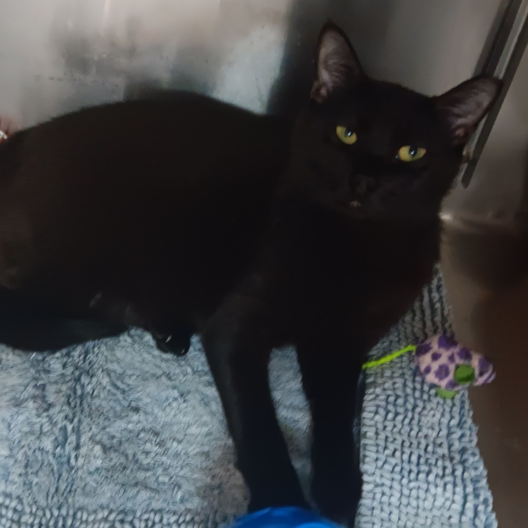 Onyx