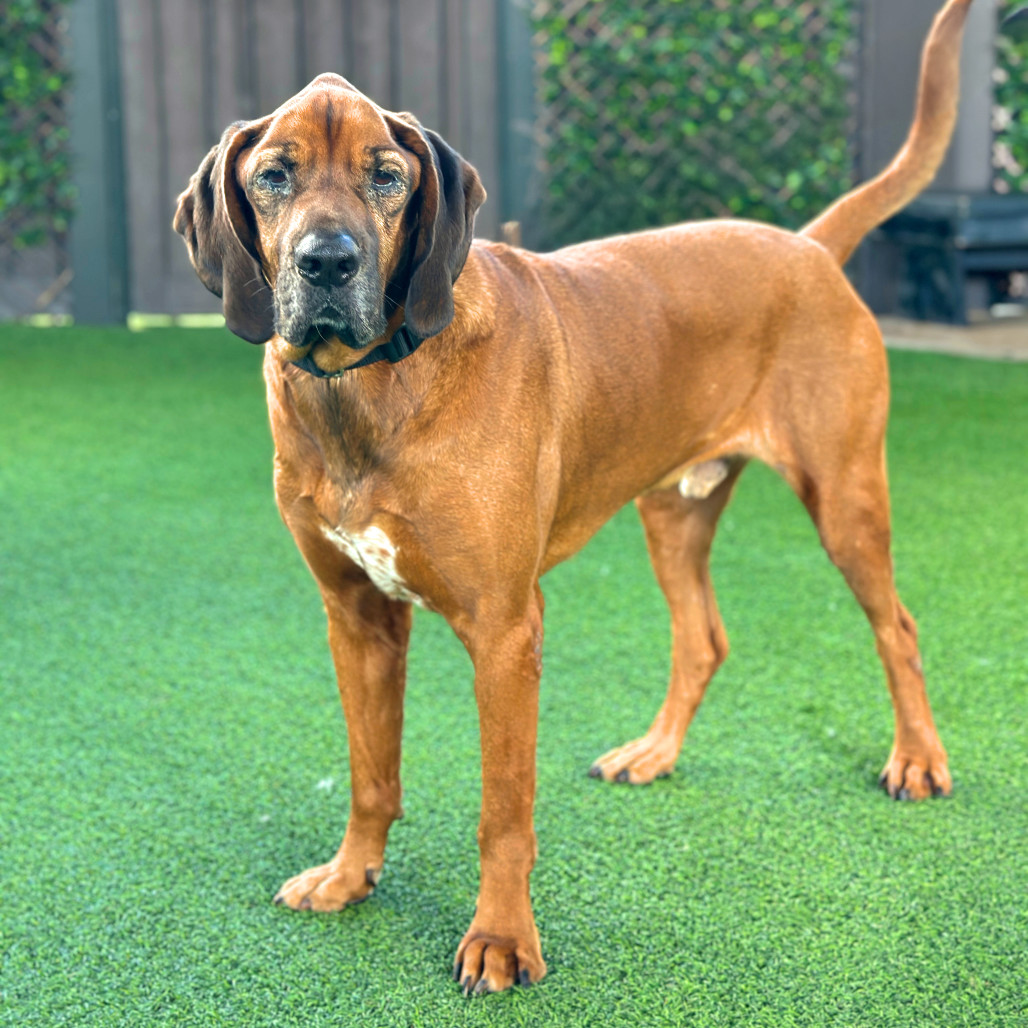 Trusty 6028, an adoptable Bloodhound, Mixed Breed in LOXAHATCHEE, FL, 33470 | Photo Image 1