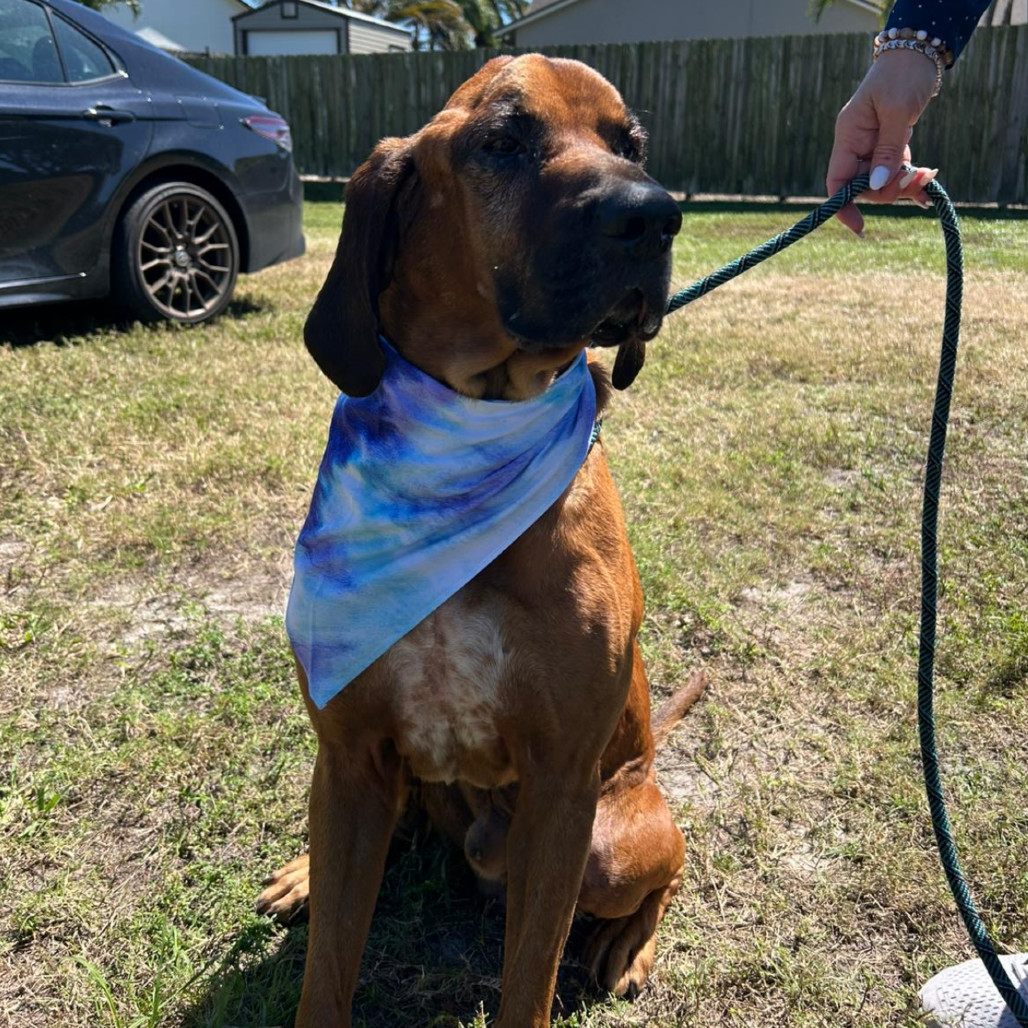 Trusty 6028, an adoptable Bloodhound, Mixed Breed in LOXAHATCHEE, FL, 33470 | Photo Image 2