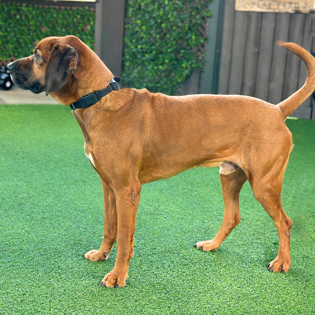 Trusty 6028, an adoptable Bloodhound, Mixed Breed in LOXAHATCHEE, FL, 33470 | Photo Image 3