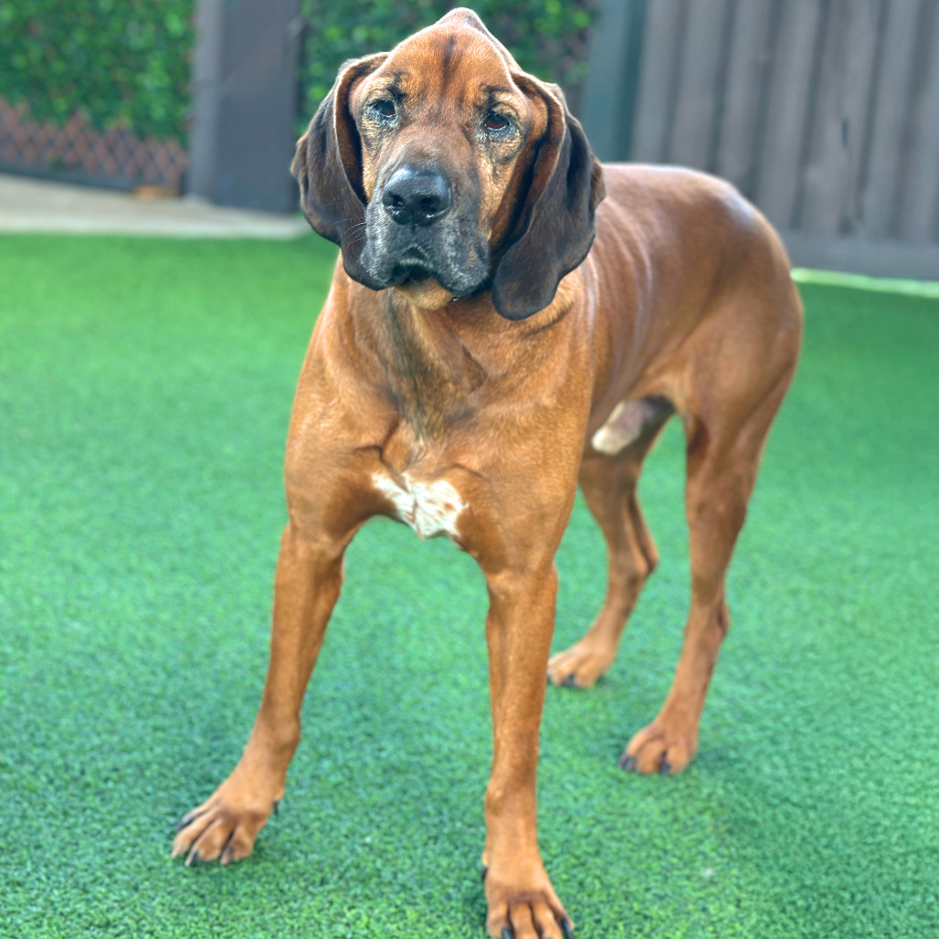 Trusty 6028, an adoptable Bloodhound, Mixed Breed in LOXAHATCHEE, FL, 33470 | Photo Image 4