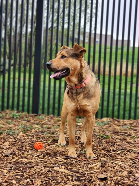 Mario -Meet Me At Camp Bow Wow