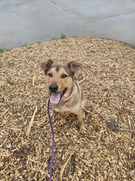 Mario -Meet Me At Camp Bow Wow
