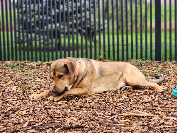 Mario -Meet Me At Camp Bow Wow