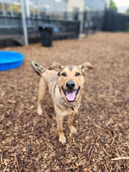 Mario -Meet Me At Camp Bow Wow