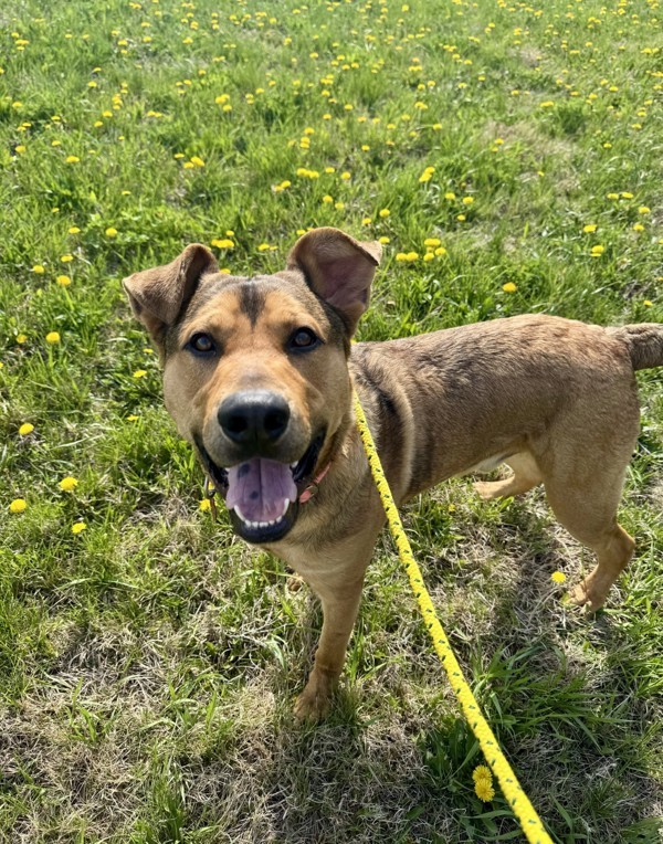 Mario -Meet Me At Camp Bow Wow