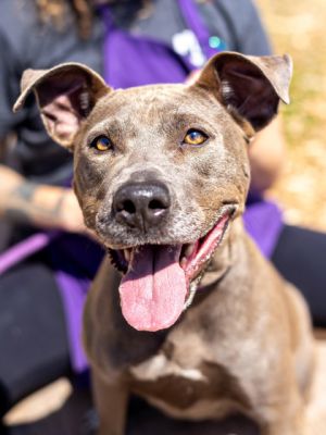 Sweet Becky just got to the shelter so we dont know a lot about her but from her interactions with