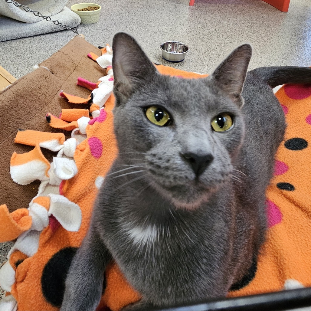 Bella