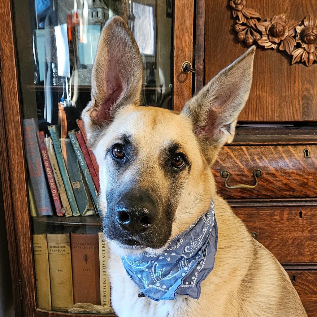 Chip, an adoptable German Shepherd Dog in Rochester, MN, 55903 | Photo Image 1