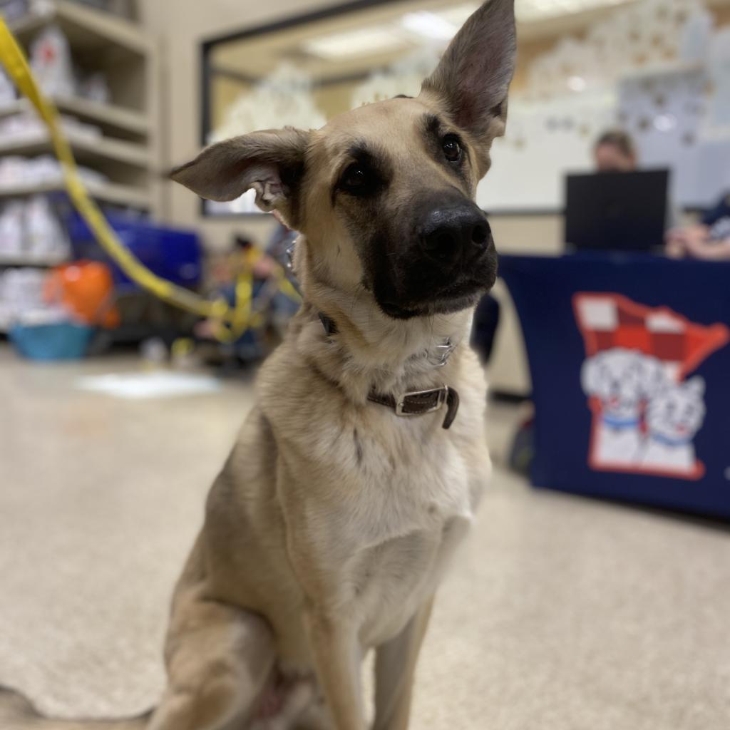 Chip, an adoptable German Shepherd Dog in Rochester, MN, 55903 | Photo Image 2