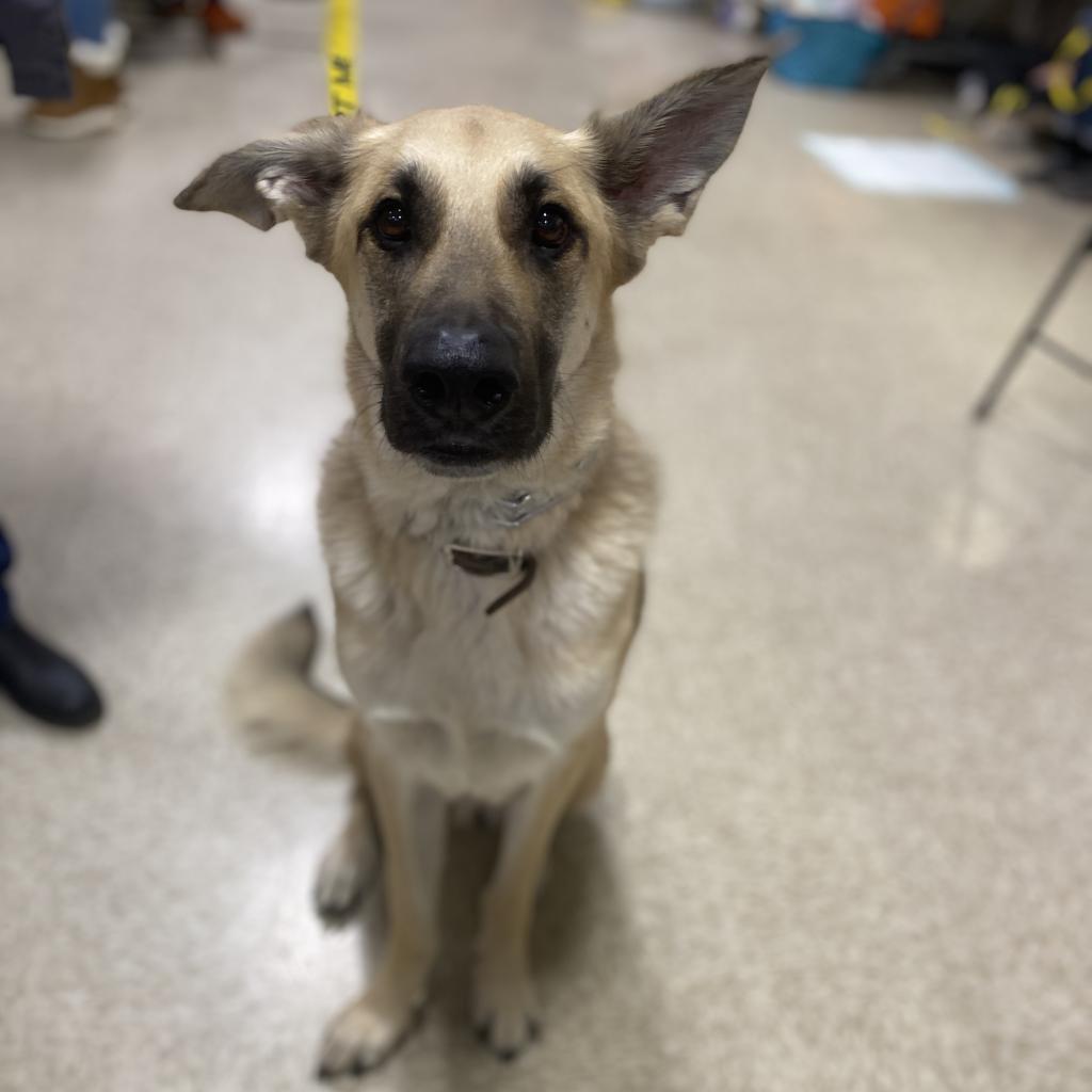 Chip, an adoptable German Shepherd Dog in Rochester, MN, 55903 | Photo Image 3