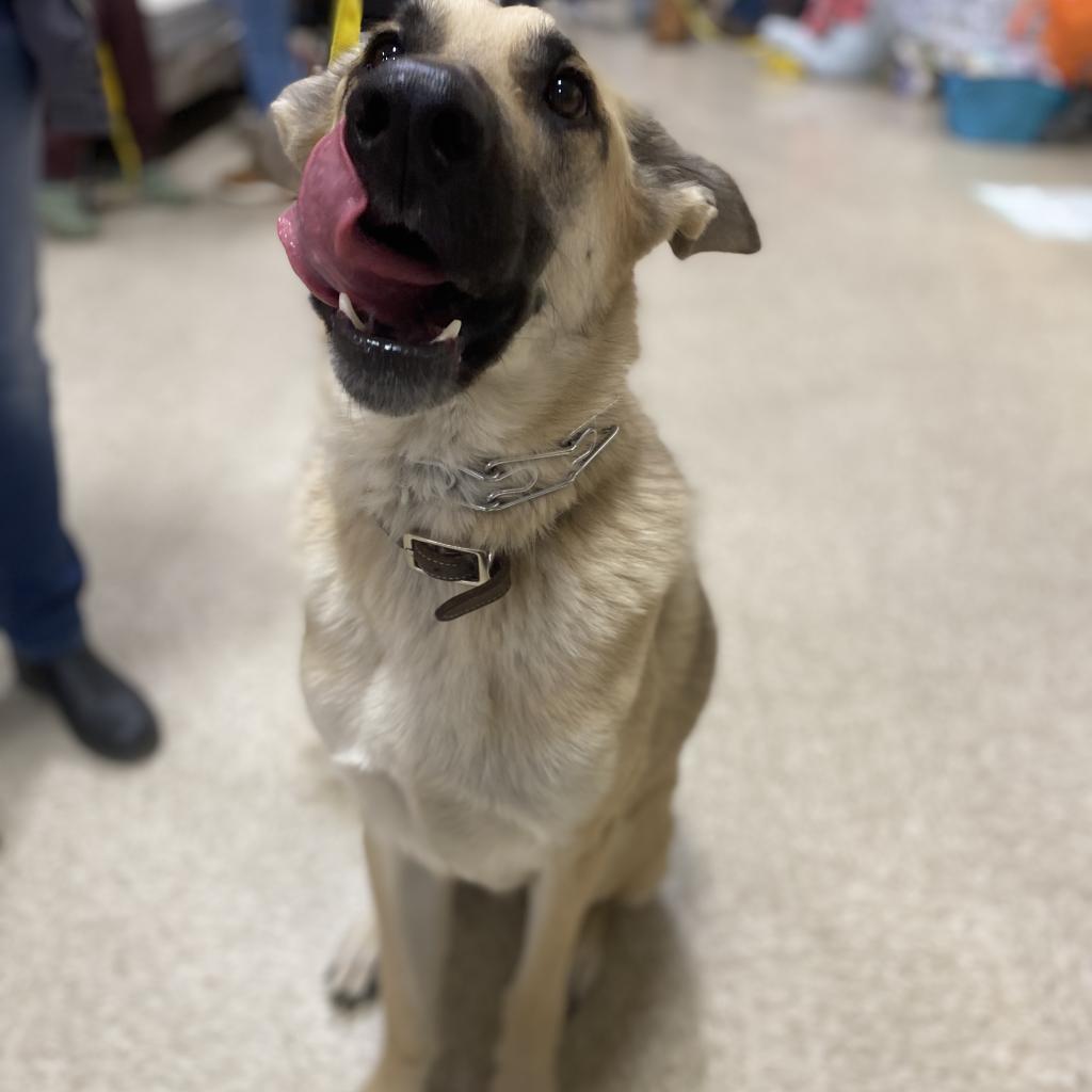 Chip, an adoptable German Shepherd Dog in Rochester, MN, 55903 | Photo Image 4