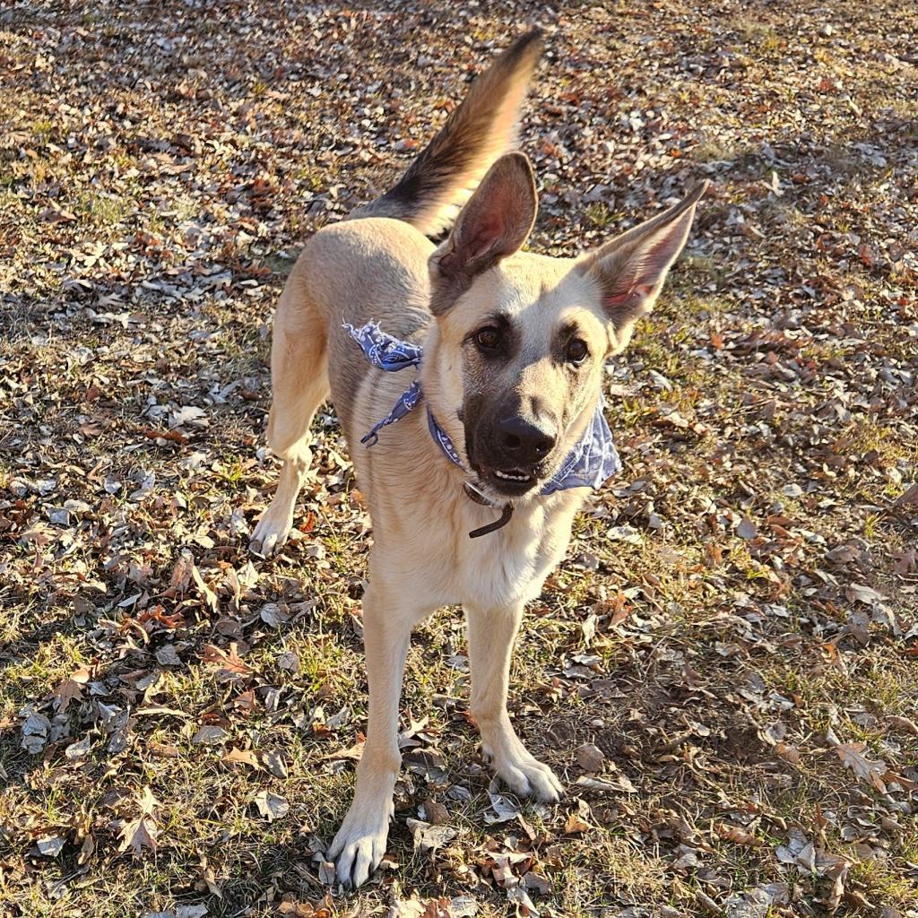 Chip, an adoptable German Shepherd Dog in Rochester, MN, 55903 | Photo Image 5
