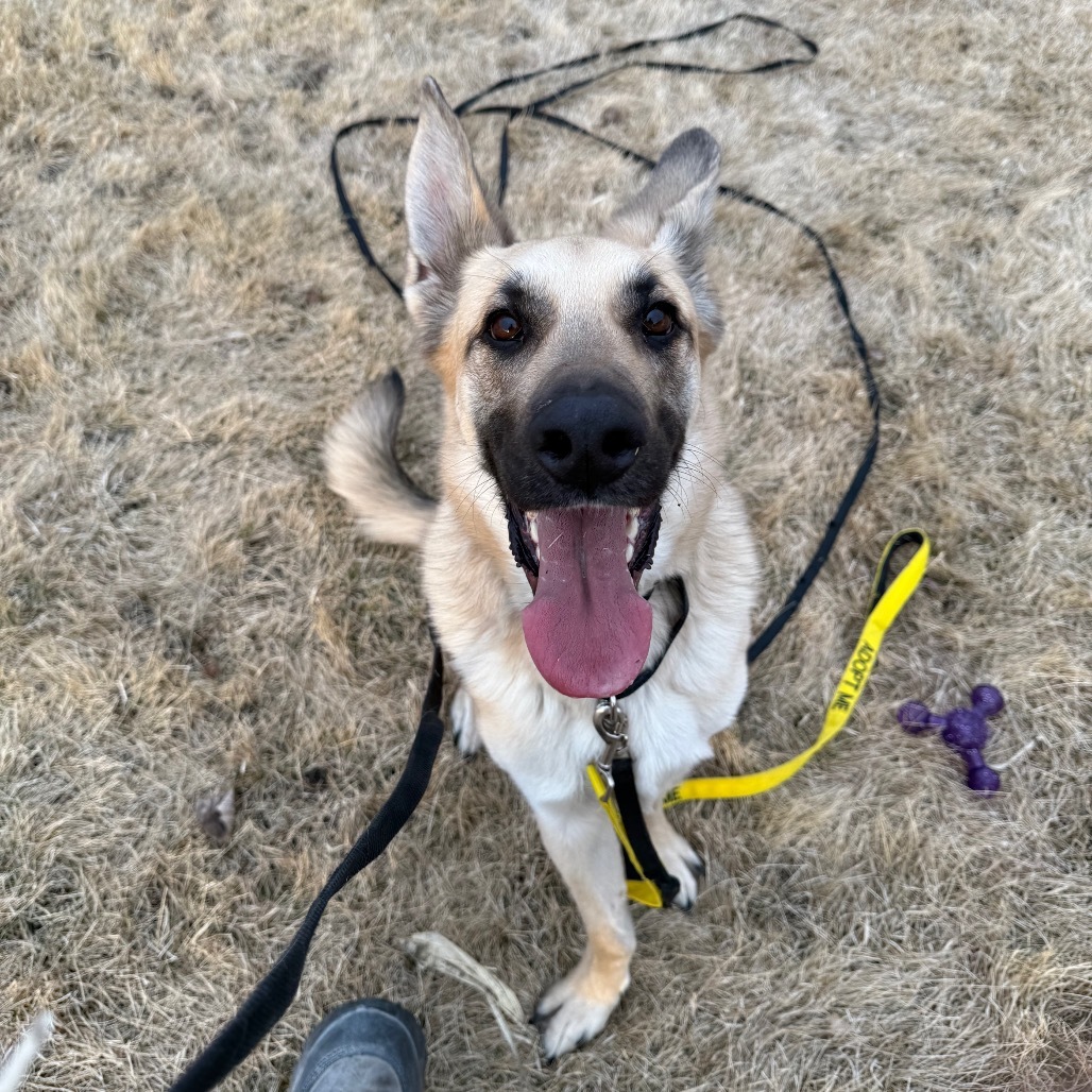 Chip, an adoptable German Shepherd Dog in Rochester, MN, 55903 | Photo Image 6