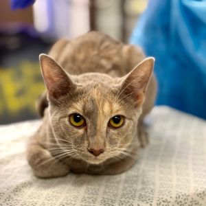 Looking for a kitty with some catitude Meet Tootsies Tootsies just came back to the adoption cente