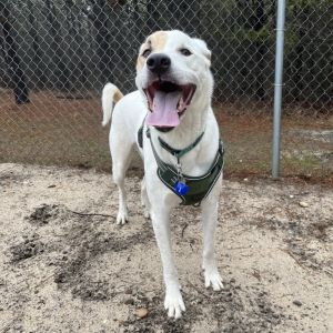 This strapping big buck is named Romeo Romeo is on the search for a forever family Romeo is a swee