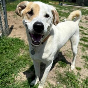 This strapping big buck is named Romeo Romeo is on the search for a forever family Romeo is a swee