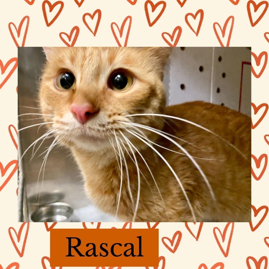 Rascal