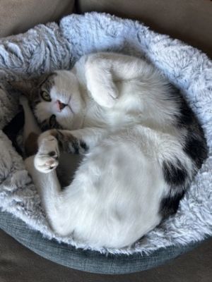 Rusky, Young Male Domestic Short Hair