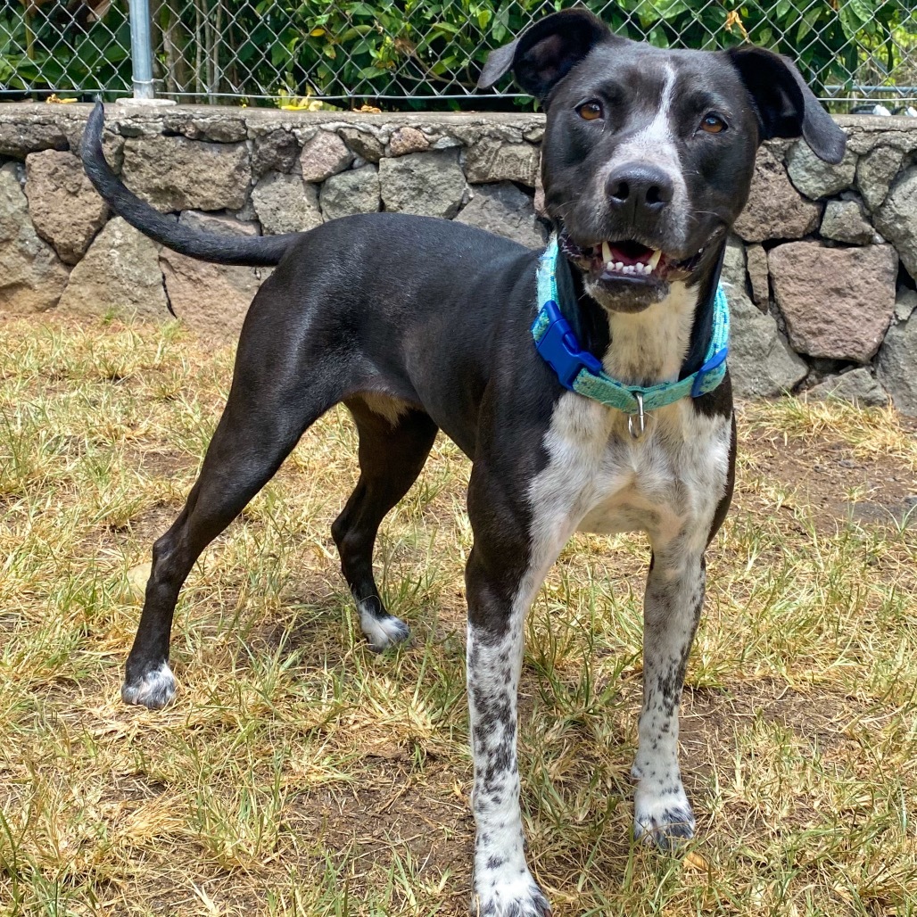 Wanda (AIR-Stray-11929), an adoptable Mixed Breed in Keaau, HI, 96749 | Photo Image 1