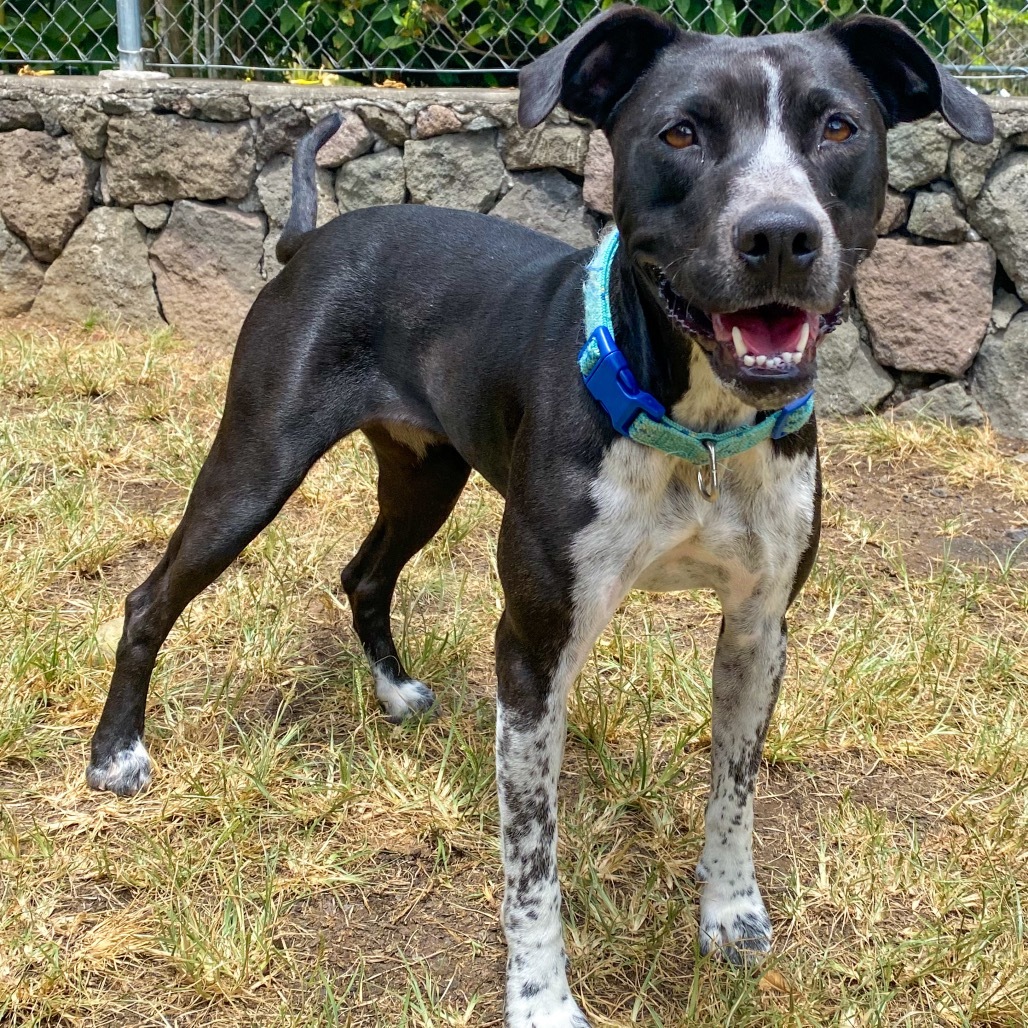 Wanda (AIR-Stray-11929), an adoptable Mixed Breed in Keaau, HI, 96749 | Photo Image 2
