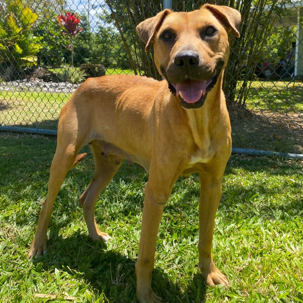 Amelia Rose: COH-A-63513, an adoptable Mixed Breed in Keaau, HI, 96749 | Photo Image 1