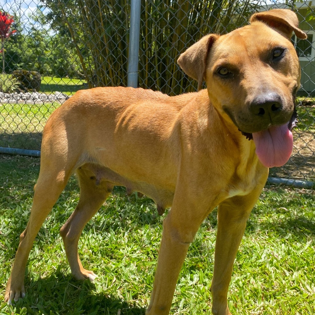 Amelia Rose: COH-A-63513, an adoptable Mixed Breed in Keaau, HI, 96749 | Photo Image 2
