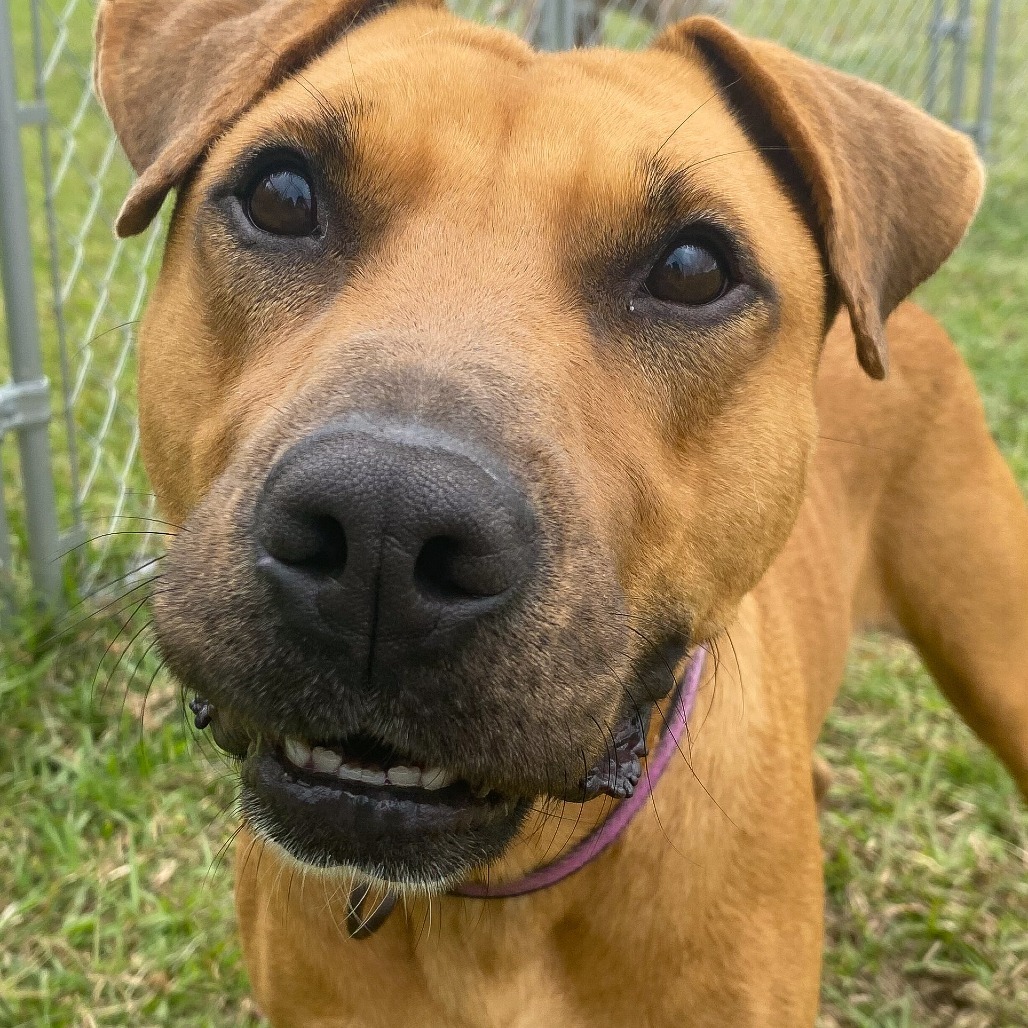 Amelia Rose: COH-A-63513, an adoptable Mixed Breed in Keaau, HI, 96749 | Photo Image 3