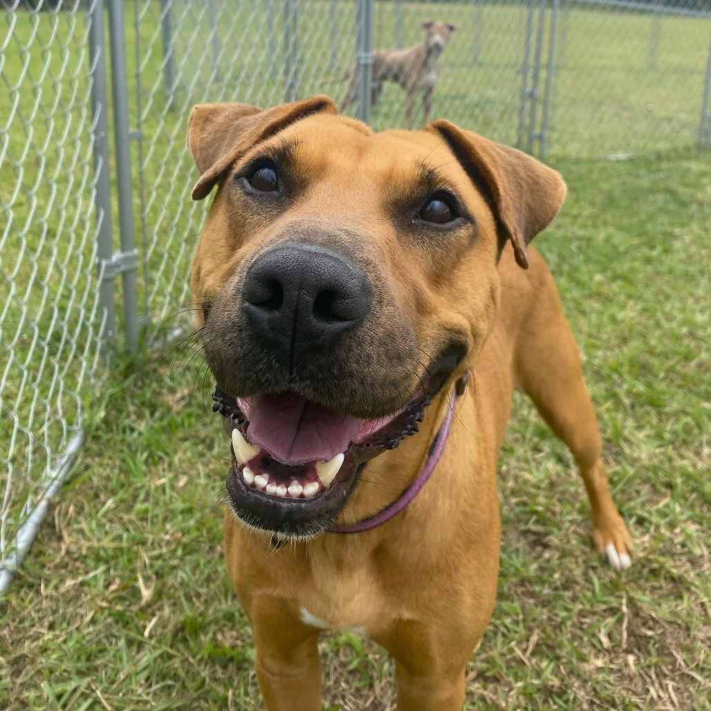 Amelia Rose: COH-A-63513, an adoptable Mixed Breed in Keaau, HI, 96749 | Photo Image 4