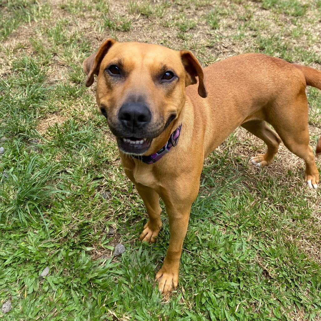 Amelia Rose: COH-A-63513, an adoptable Mixed Breed in Keaau, HI, 96749 | Photo Image 5
