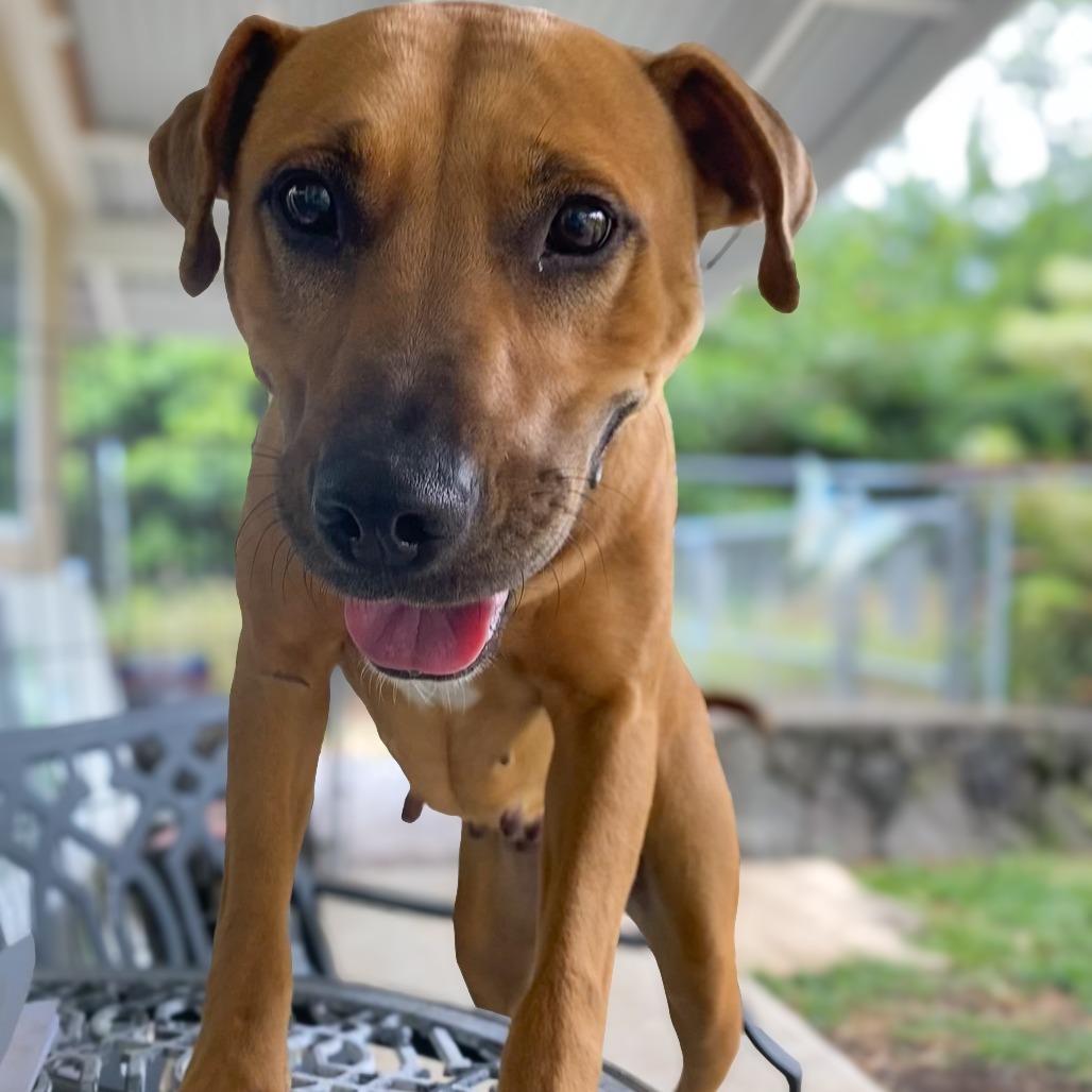 Amelia Rose: COH-A-63513, an adoptable Mixed Breed in Keaau, HI, 96749 | Photo Image 6
