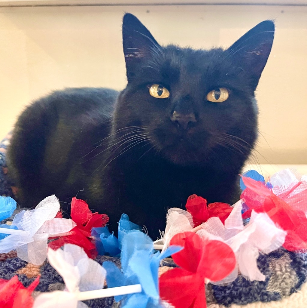Midnight, an adoptable Domestic Short Hair in Cambria, CA, 93428 | Photo Image 2