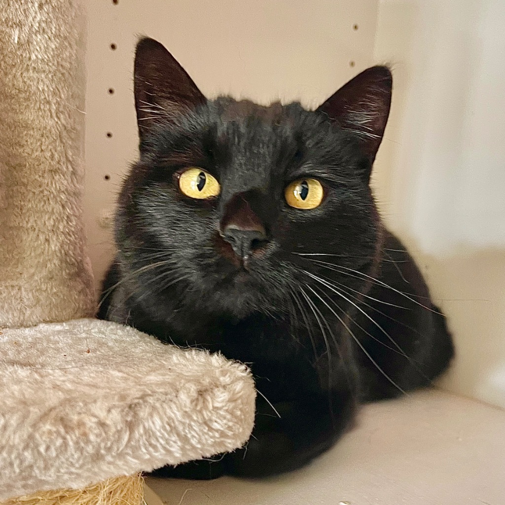 Midnight, an adoptable Domestic Short Hair in Cambria, CA, 93428 | Photo Image 3